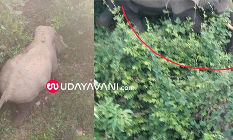 ಪಟ್ರಮೆ‌ ಬಳಿ ಒಂಟಿ ಸಲಗ ಓಡಾಟ: ವಿಡಿಯೋ ವೈರಲ್; ಸಂಕಷ್ಟದಲ್ಲಿ ರೈತರು