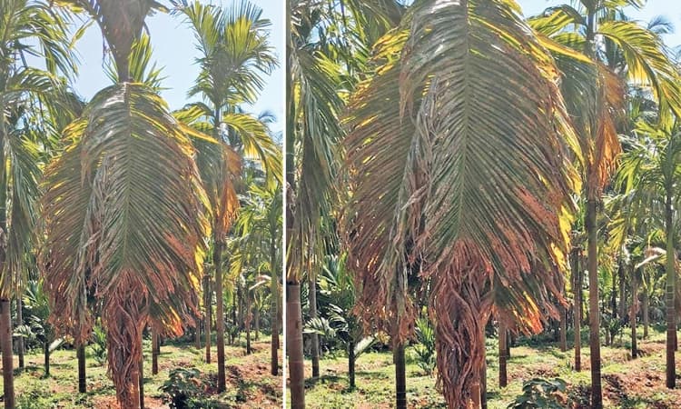 ಅಡಿಕೆಗೆ ಎಲೆಚುಕ್ಕಿ ರೋಗ ಬಾಧೆ: ಔಷಧ ಸಿಂಪಡಣೆಯಿಂದ ನಿಯಂತ್ರಣಕ್ಕೆ ಪ್ರಯತ್ನ