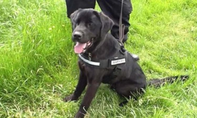 3 ಮರಿಗಳಿಗೆ ಜನ್ಮ ನೀಡಿದ ಬಿಎಸ್‌ಎಫ್ ನಾಯಿ : ನ್ಯಾಯಾಲಯದ ವಿಚಾರಣೆಗೆ ಆದೇಶ