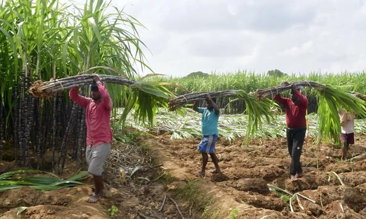 ಹೊಸ ವರ್ಷಕ್ಕೆ ಕಬ್ಬು ಬೆಳೆಗಾರರಿಗೆ ರಾಜ್ಯ ಸರ್ಕಾರದಿಂದ ಬಂಪರ್ ಕೊಡುಗೆ