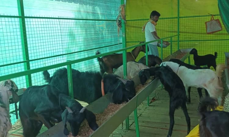 ಕುಷ್ಟಗಿ: ಮೇಕೆ ಸಾಕಾಣಿಕೆಗೆ ಸಿಕ್ತು ನರೇಗಾ ಬಲ!