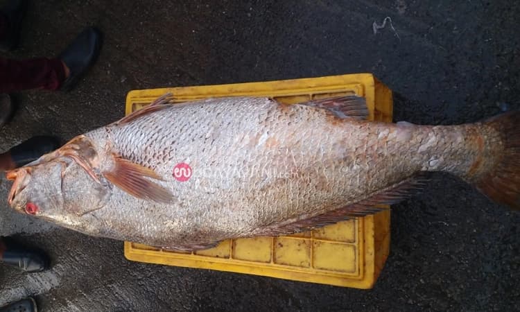 ಮಲ್ಪೆ: ಮೀನುಗಾರರ ಬಲೆಗೆ ಬಿತ್ತು 23 ಕೆ.ಜಿ. ತೂಕದ ಮೀನು… ಬರೋಬ್ಬರಿ 2.44 ಲಕ್ಷ ರೂ.ಗೆ ಬಿಕರಿ!