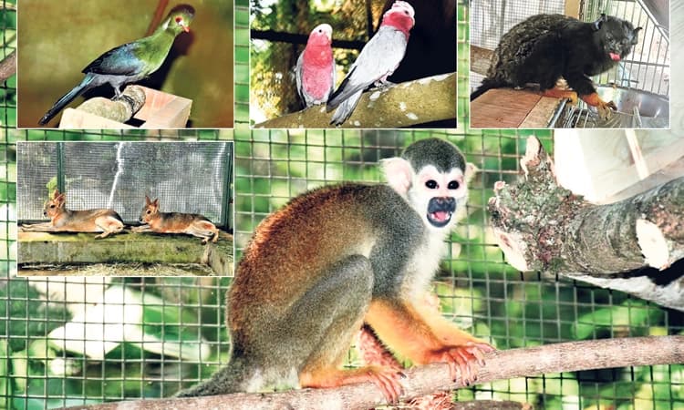 ಮಂಗಳೂರು: ಪಿಲಿಕುಳ ಮೃಗಾಲಯಕ್ಕೆ ಬಂದಿವೆ ಹೊಸ ಅತಿಥಿಗಳು