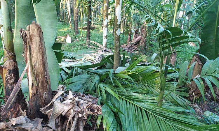 ಮುಂಡಾಜೆ ಪರಿಸರದಲ್ಲಿ ಮತ್ತೆ ಆನೆ ದಾಂಧಲೆ