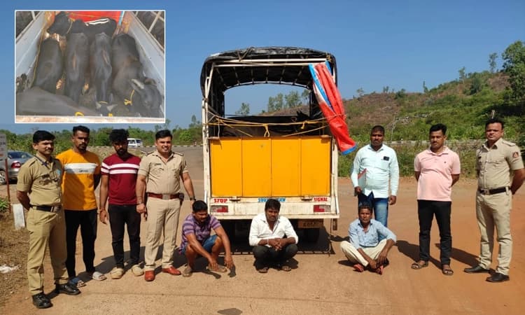 ಅಂಕೋಲಾ : ಹಿಂಸಾತ್ಮಕ ರೀತಿಯಲ್ಲಿ ಎತ್ತುಗಳ ಸಾಗಾಟ, ಮೂವರ ಬಂಧನ