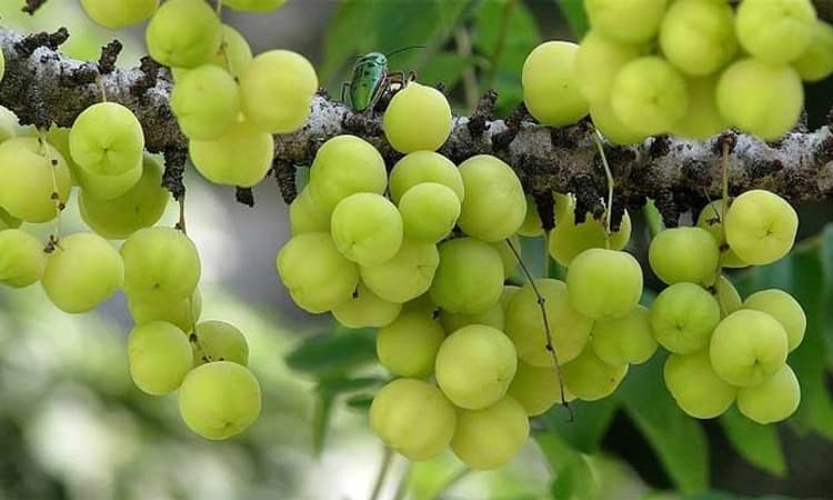 ಚಳಿಯಲ್ಲಿ ನೆಲ್ಲಿಯಿಂದ ಕೇಶ ಸುಂದರ!