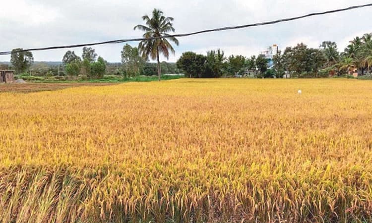 ಖರೀದಿ ವಿಳಂಬ: ರೈತರಿಗೆ ಸಂಕಷ್ಟ 