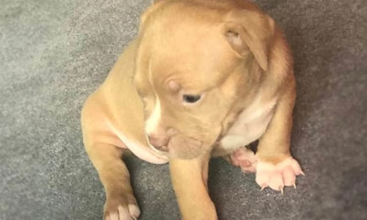 ಮನೆಮಂದಿಗೆ ಬಂದೂಕು ತೋರಿಸಿ 5 ವಾರದ ನಾಯಿ ಮರಿಯನ್ನು ಹೊತ್ತೊಯ್ದ ಕಳ್ಳರು