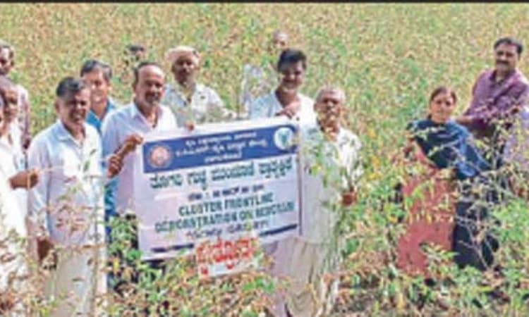 ಬಾಗಲಕೋಟೆ:ಸಮರ್ಪಕವಾಗಿ ತೊಗರಿ ಬೆಳೆ ನಿರ್ವಹಣೆ ಮಾಡಿ