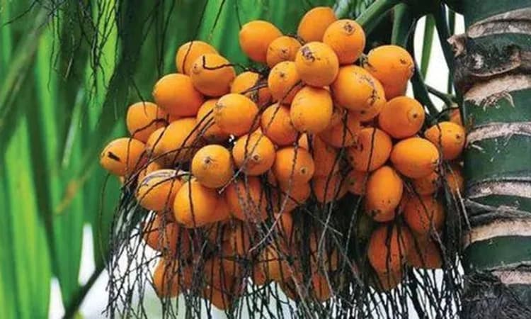 ಕಾರ್ಕಳ : 11 ಸಾವಿರ ರೂ. ಮೌಲ್ಯದ ಅಡಿಕೆ ಕಳ್ಳತನ