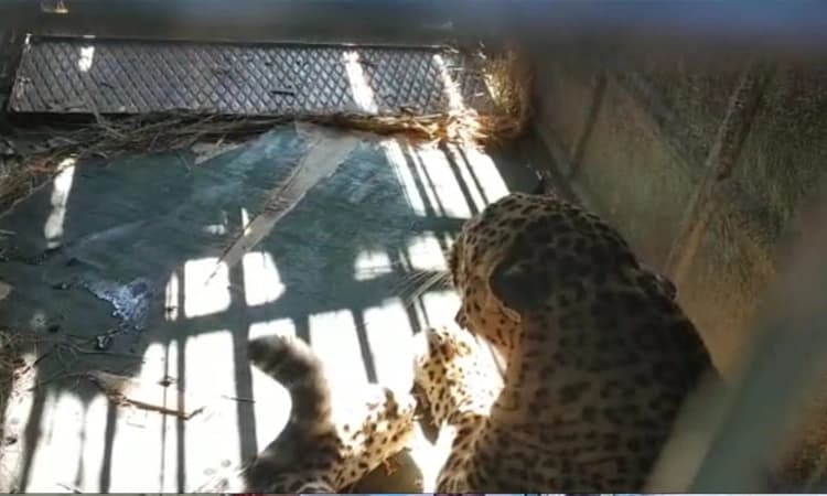 ಅರಣ್ಯ ಇಲಾಖೆಯ ಬಲೆಗೆ ಬಿದ್ದ ಚಿರತೆ: ನಿಟ್ಟುಸಿರು ಬಿಟ್ಟ ಭೈರಾಪೂರ ಗ್ರಾಮಸ್ಥರು