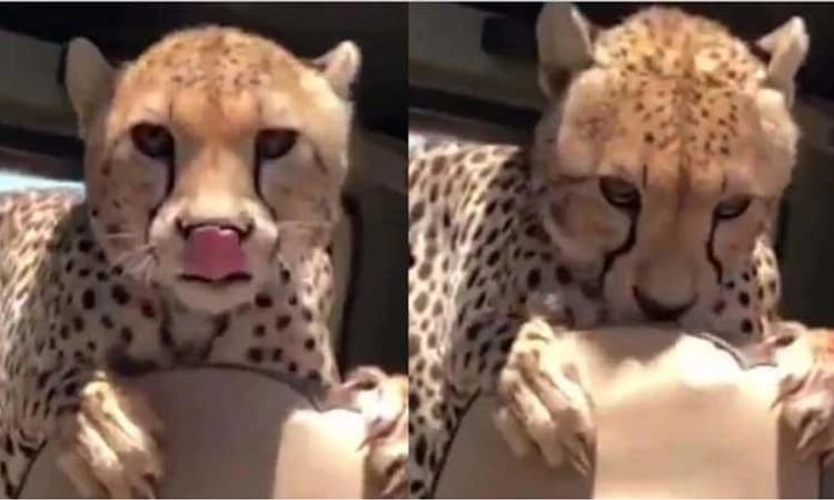 Watch; “ಜಂಗಲ್ ಸಫಾರಿ” ವೇಳೆ ದಿಢೀರನೆ ಜೀಪ್ ನೊಳಗೆ ನುಗ್ಗಿದ ಚೀತಾ…ಮುಂದೇನಾಯ್ತು!