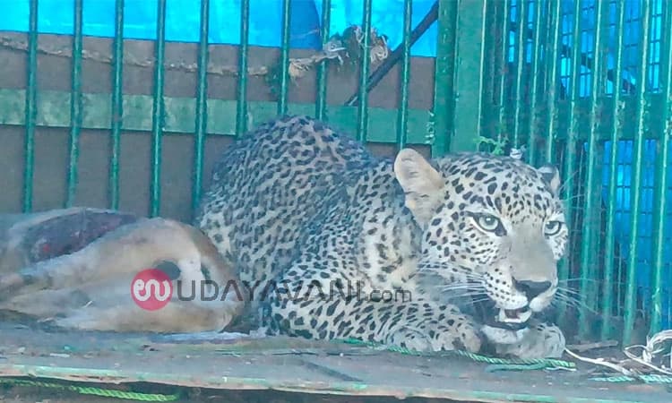 ‌ ಮಧುಗಿರಿ: ಆಪರೇಷನ್ ಚೀತಾ ಸಕ್ಸಸ್; ಬೋನಿಗೆ ಬಿದ್ದ ಚಿರತೆ