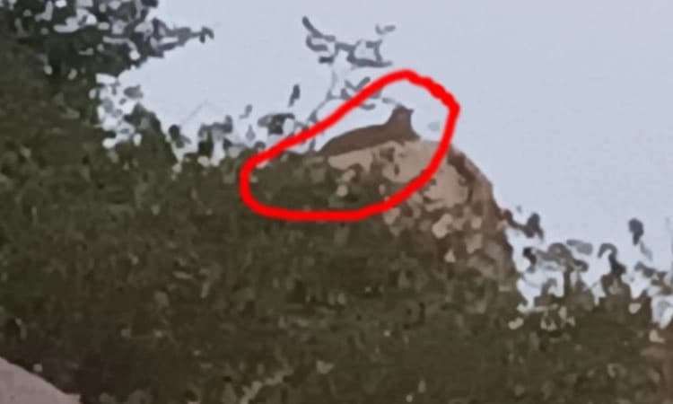 ಗಂಗಾವತಿ: ಹೊರ ವಲಯದ ಐಟಿಐ ಕಾಲೇಜ್ ಹಿಂಭಾಗದ ಗುಡ್ಡದಲ್ಲಿ ಚಿರತೆಗಳ ಪ್ರತ್ಯಕ್ಷ