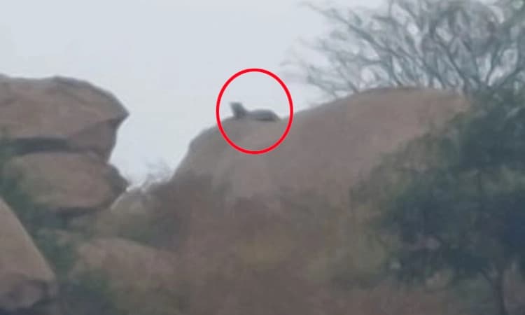 ತಣ್ಣೇನಹಳ್ಳಿ: ಬೆಳ್ಳಂಬೆಳಗ್ಗೆ ಚಿರತೆ ಪ್ರತ್ಯಕ್ಷ ಸಾರ್ವಜನಿಕರಲ್ಲಿ ಆತಂಕ