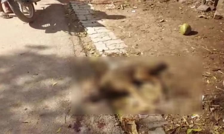 ಗಜೇಂದ್ರಗಡದಲ್ಲಿ ನರಿ ಉಪಟಳ; ಸ್ಥಳೀಯರಿಂದ ನರಿ ಮೇಲೆ ಹಲ್ಲೆ