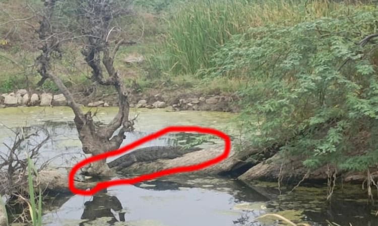 ವಿಜಯಪುರ: ಬೃಹತ್ ಗಾತ್ರದ ಮೊಸಳೆ ಪತ್ತೆ