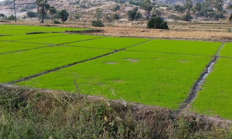 ಗಂಗಾವತಿ: ಸತತ ಮಳೆ ಹವಾಮಾನ ಆಧಾರಿತ ಕೃಷಿ ಸಲಹೆಗಳನ್ನು ಅಳವಡಿಸಿಕೊಳ್ಳಲು ಮನವಿ