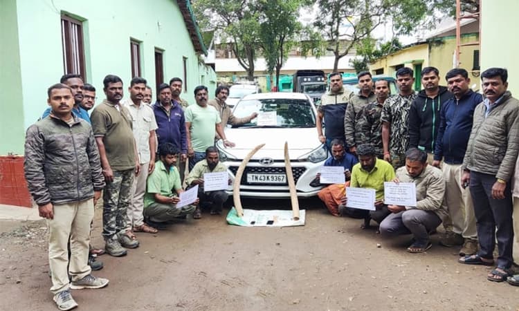 ಅಕ್ರಮವಾಗಿ ಆನೆ ದಂತ ಮಾರಾಟ: ಗುಂಡ್ಲುಪೇಟೆಯಲ್ಲಿ ಐವರ ಬಂಧನ