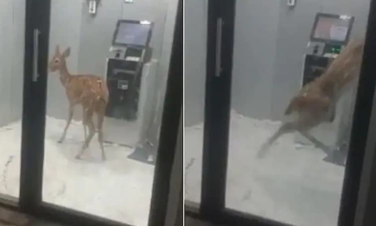 ವಿಡಿಯೋ…: ಎಟಿಎಂ ಕೇಂದ್ರದ ಒಳಗೆ ಜಿಂಕೆ! ಇಲ್ಲಿದೆ ಅಸಲಿ ಕಹಾನಿ