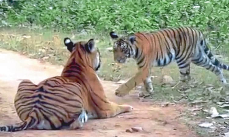 4 ಮರಿಗಳೊಂದಿಗೆ ತಾಯಿ ಹುಲಿ ಪ್ರತ್ಯಕ್ಷ