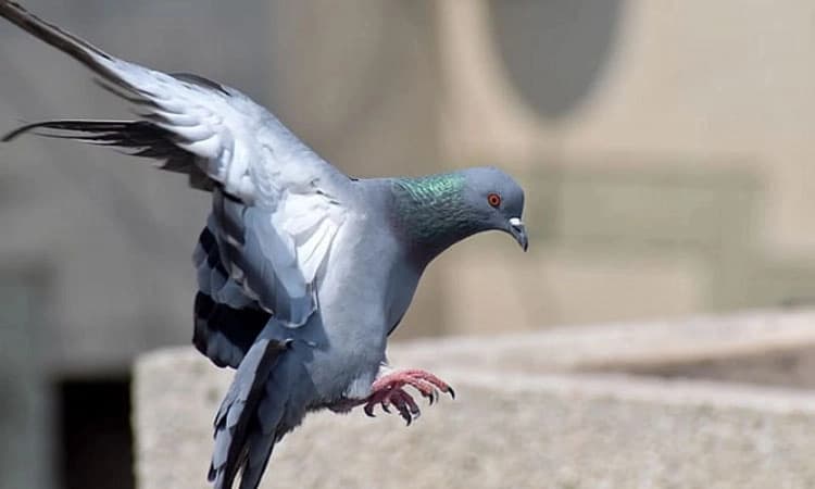 ಪಾರಿವಾಳ ಹಿಡಿಯಲು ಹೋಗಿ ವಿದ್ಯುತ್‌ ತಗುಲಿದ್ದ ಬಾಲಕ ಸಾವು