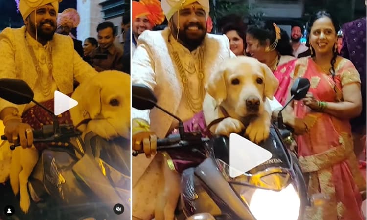 ಸಾಕು ನಾಯಿಯೊಂದಿಗೆ ಮದುವೆ ಮಂಟಪಕ್ಕೆ ಆಗಮಿಸಿದ ವರ ! ವಿಡಿಯೋ ವೈರಲ್