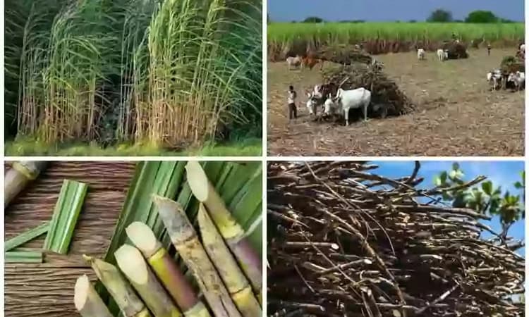 ಕಬ್ಬು ಬೆಳೆಗಾರರಿಗೆ 204 ಕೋಟಿ ಬಂಪರ್‌ ಕೊಡುಗೆ ಘೋಷಿಸಿದ ರಾಜ್ಯ ಸರ್ಕಾರ