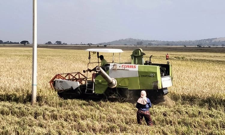 ರೈತರಲ್ಲಿ ಆತಂಕ ಸೃಷ್ಟಿಸಿದ ಹವಾಮಾನ ವೈಪರೀತ್ಯ
