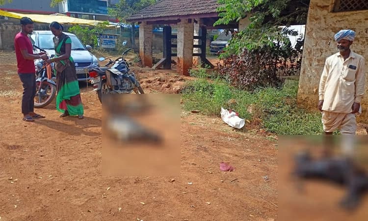 ಕುರಿ-ಮೇಕೆಗಳಿಗೆ ನೀಲಿ ನಾಲಿಗೆ ರೋಗ