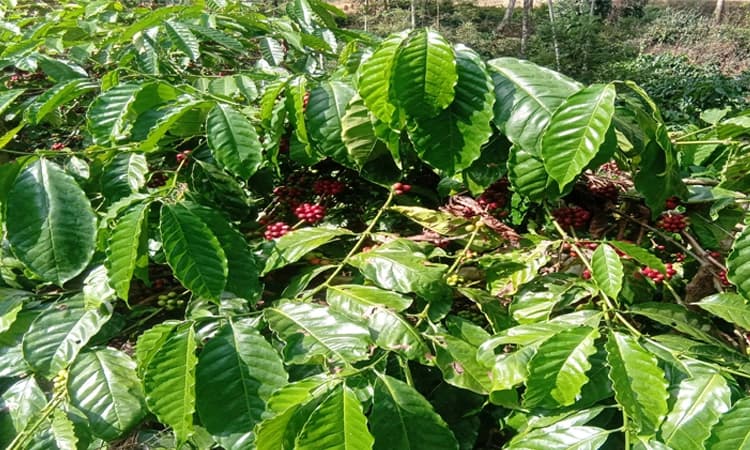 ಕಾಫಿ ಕೊಯ್ಲಿಗೆ ಕಾರ್ಮಿಕರ ಕೊರತೆ