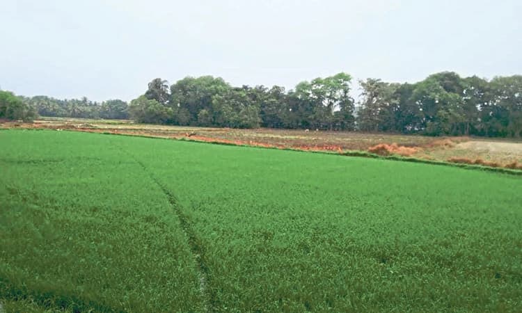 ಕೈ ಕೊಟ್ಟ ಮುಂಗಾರು ಮಳೆ: ಚುರುಕುಗೊಳ್ಳದ ಕೃಷಿ ಕಾರ್ಯ