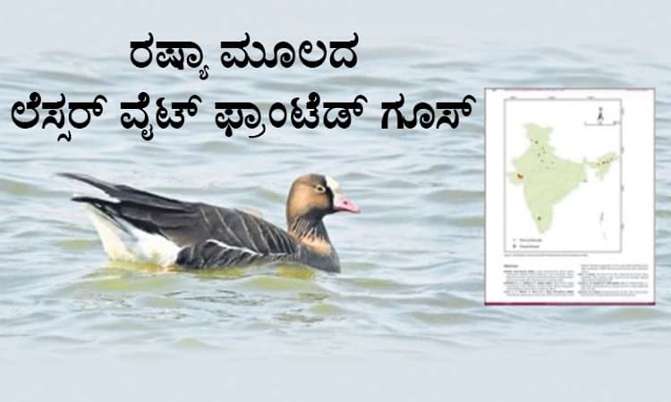 ಹದಿನಾರು ಕೆರೆಯಲ್ಲಿ ಅಪರೂಪದ ಹೆಬ್ಬಾತು ಪತ್ತೆ: ಅಂತಾರಾಷ್ಟ್ರಿಯ ಜರ್ನಲ್‌ನಲ್ಲಿ ವರದಿ