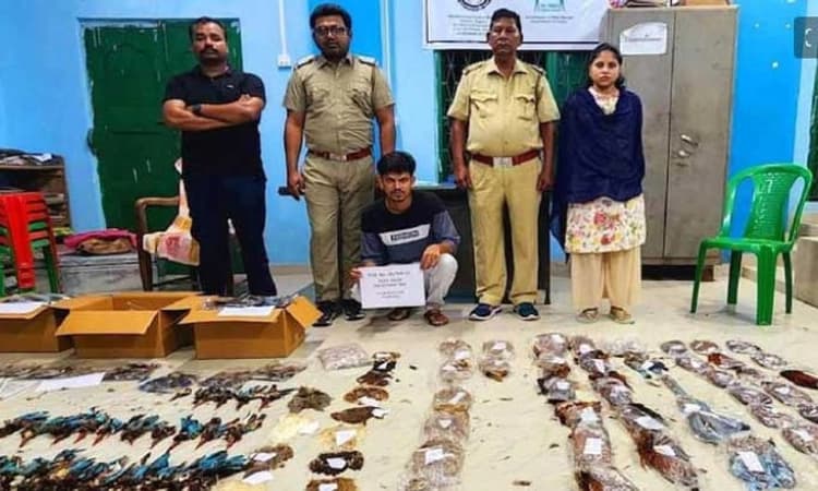 ವಸ್ತ್ರಗಳ ವಿನ್ಯಾಸಕ್ಕಾಗಿ ಮಿಂಚುಳ್ಳಿ ಸೇರಿದಂತೆ 1000ಕ್ಕೂ ಮಿಕ್ಕಿ ಪಕ್ಷಿಗಳ ಕಳ್ಳಸಾಗಣೆ!