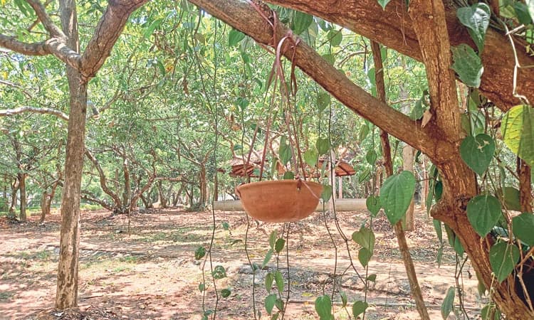 Rain Water ಸಂಗ್ರಹ “ಪಾಠ ‘: ಜಲ ಸಾಕ್ಷರತೆ ಸಾರುತ್ತಿರುವ ಗುರುಕುಲ ಶಿಕ್ಷಣ ಸಂಸ್ಥೆ