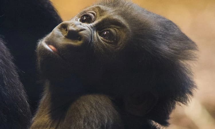 Gangavathi: ಸ್ಥಳೀಯರ ನೆರವಿನೊಂದಿಗೆ ಕರಿಕೋತಿ ಸೆರೆ ಹಿಡಿಯುವಲ್ಲಿ ಅರಣ್ಯ ಇಲಾಖೆ ಯಶಸ್ವಿ