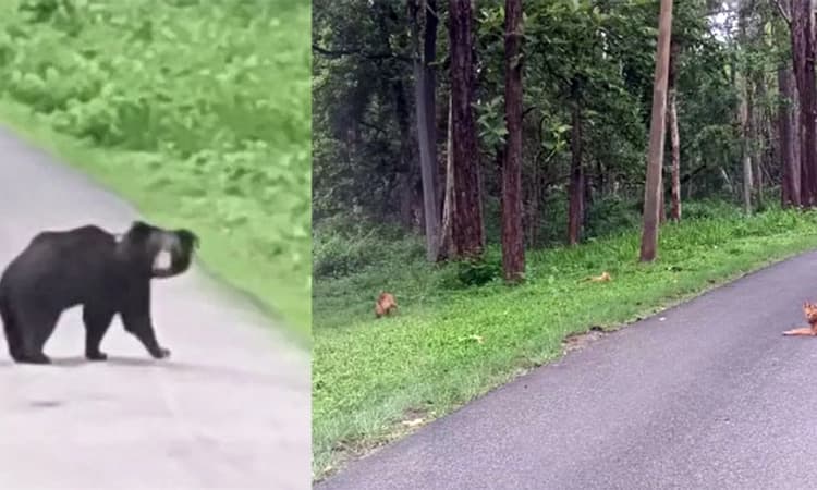 Nagarhole National Park; ನಾಗರ ಹೊಳೆಯಲ್ಲಿ ವನ್ಯಪ್ರಾಣಿಗಳ ಸ್ವಚ್ಛಂದ ವಿಹಾರ