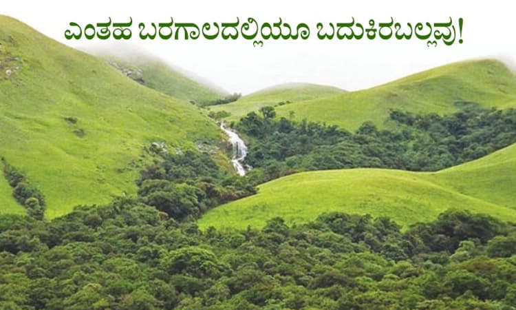 Western Ghats;ನೀರೇ ಇಲ್ಲದಿದ್ದರೂ ಬದುಕುವ 62 ಸಸ್ಯಗಳು!