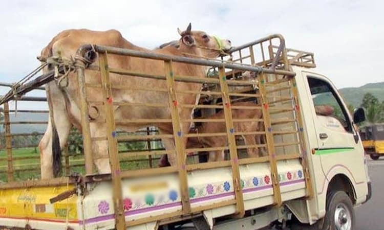 ಜಾನುವಾರು ಸಾಗಾಟಕ್ಕೆ ಆನ್‌ಲೈನ್‌ ಪರವಾನಿಗೆ: ಸೂಚನೆ
