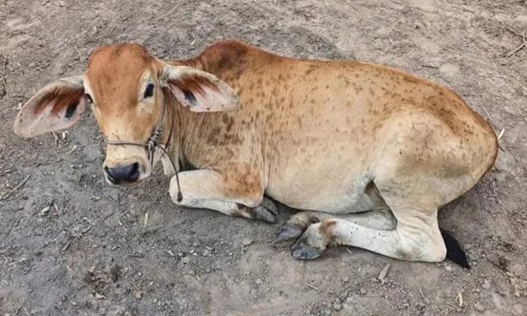 ಮಂಗಳೂರು: 12,950 ಕರುಗಳಿಗೆ ಕಂದು ರೋಗ ಲಸಿಕೆ