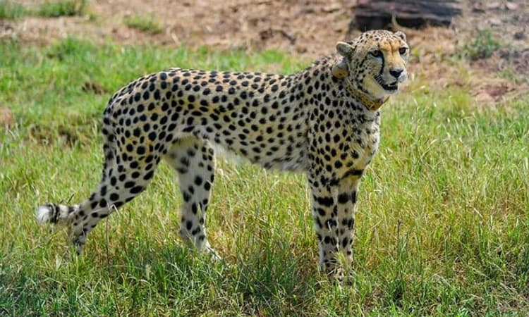 Cheetah ಗಳ ಮೃತ್ಯು: ಜವಾಬ್ದಾರಿ ತೆಗೆದುಕೊಳ್ಳುತ್ತೇವೆ: ಕೇಂದ್ರ ಪರಿಸರ ಸಚಿವ