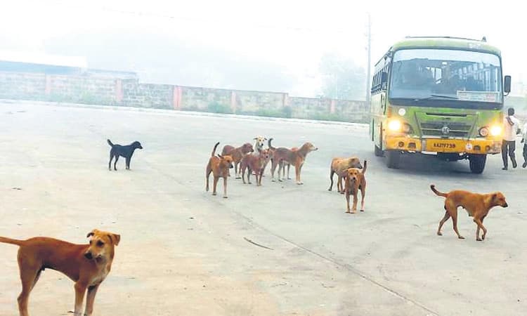 ಕಿಕ್ಕೇರಿಯಲ್ಲಿ ನಾಯಿಗಳ ಉಪಟಳಕ್ಕೆ ಜನರು ಕಂಗಾಲು