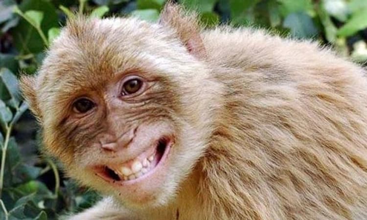 Gangavathi ಕೋತಿ ಕಡಿದು ಐವರಿಗೆ ತೀವ್ರ ಗಾಯ