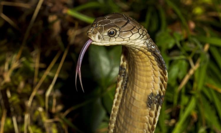 ಕೊಟ್ಟಿಗೆಹಾರ: ಮನೆಯ ಬಳಿಯೇ ಅವಿತು ಕುಳಿತ್ತಿತ್ತು ಭಾರಿ ಗಾತ್ರದ ಕಾಳಿಂಗ ಸರ್ಪ