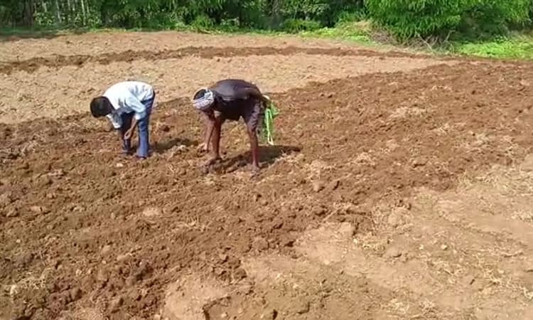 ಚಿಕ್ಕಮಗಳೂರು: ಆಲೂಗಡ್ಡೆ ಬೆಳೆ ಮೇಲೆ ಟ್ರ್ಯಾಕ್ಟರ್ ಚಲಾಯಿಸಿದ ರೈತ