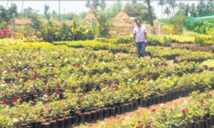 ಮಹಾಲಿಂಗಪುರ: ನೌಕರಿ ಬಿಟ್ಟು ನರ್ಸರಿಯಲ್ಲಿ ರಾಜಾರಮೀಜ್‌ ಯಶ