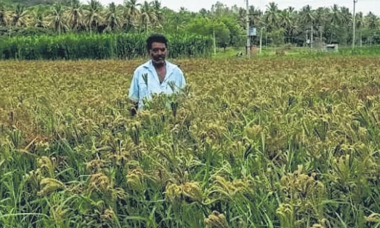 ಸವಾಲುಗಳ ನಡುವೆ ಬಂಪರ್‌ ರಾಗಿ ಬೆಳೆದ ಮಾದರಿ ರೈತ