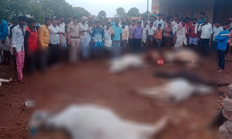 Dotihala: ವಿದ್ಯುತ್‌ ಅವಗಡ, 10 ಕ್ಕೂ ಹೆಚ್ಚು ಜಾನುವಾರು ಬಲಿ