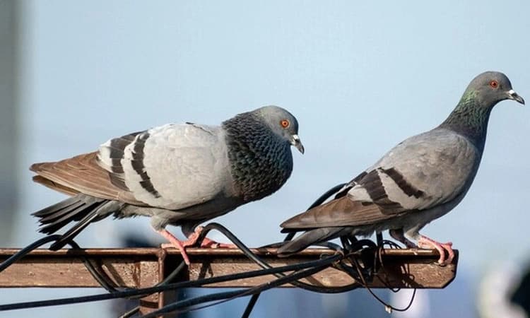 Mumbai: ಗಾಯಗೊಂಡ ಹಕ್ಕಿಯ ಸಹಾಯಕ್ಕೆ ಹೋಗಿ 1 ಲಕ್ಷ ರೂ. ಕಳೆದುಕೊಂಡ ಮಹಿಳೆ; ಆಗಿದ್ದೇನು?