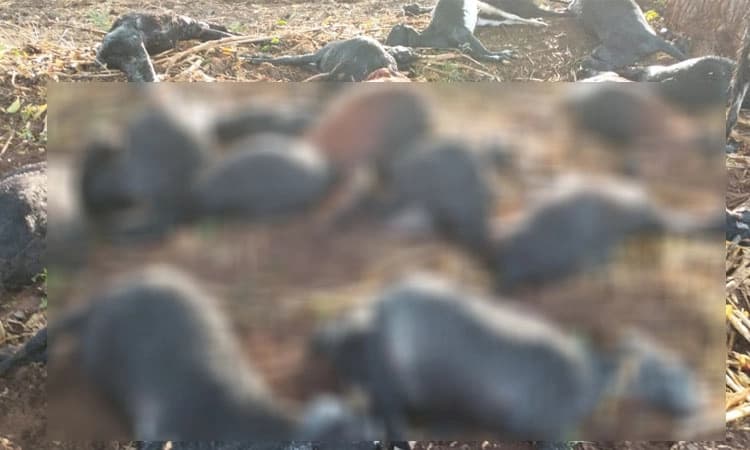 ಸಿಡಿಲಿಗೆ ಇಪ್ಪತ್ತಕ್ಕೂ ಹೆಚ್ಚು ಮೇಕೆ ಬಲಿ